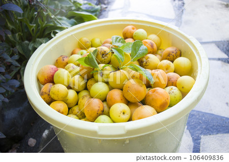 Plum harvest Plum harvest 106409836
