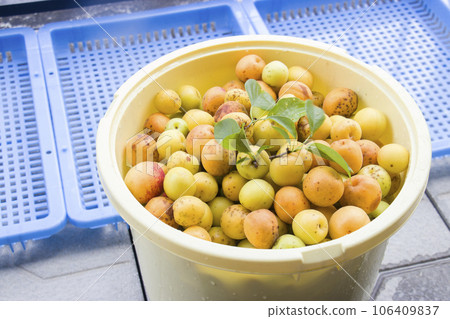 Plum harvest Plum harvest 106409837