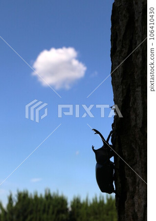 Silhouette photo of a beetle climbing a tree against the background of the summer sky in Yuzu no Sato, Moroyama Town. Silhouette photo of a beetle climbing a tree against the background of the summer sky in Yuzu no Sato, Moroyama Town. 106410430