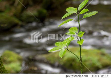 通往菊池峽的瀑布，清澈的小溪流過大自然 106410584