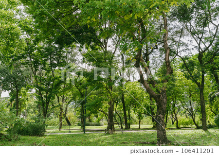 Benchakitti Forest Park green forest in Bangkok, Thailand 106411201