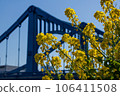 Yellow rape blossoms and Kiyosubashi Bridge 106411508