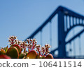 Blue sky and red flowers 106411514