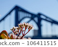 Blue sky and red flowers 106411515
