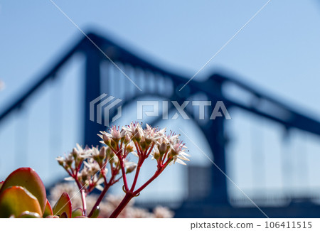 Blue sky and red flowers Blue sky and red flowers 106411515