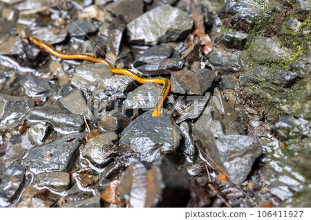 The name of the leech on Mt. Takao was Yatsuwakugabiru. The name of the leech on Mt. Takao was Yatsuwakugabiru. 106411927