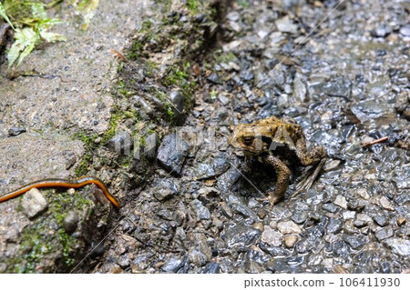 Azuma toad on Mt. Takao targeting leeches Azuma toad on Mt. Takao targeting leeches 106411930