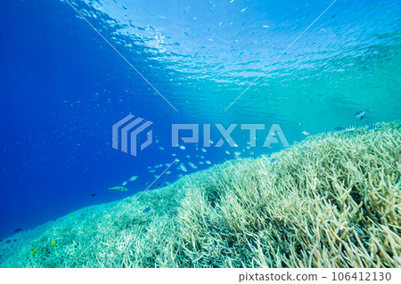 Ogasawara: Roxens damselfish swarm in the sea of Eda coral 106412130