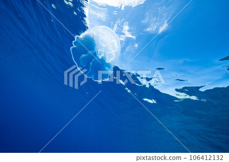 Moon jellyfish floating in the Bonin Blue sea Moon jellyfish floating in the Bonin Blue sea 106412132
