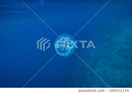在小笠原藍小笠原海中漂流的月亮水母 106412134