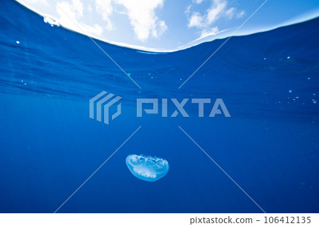 A moon jellyfish drifting in the sea of bonin blue Ogasawara 106412135