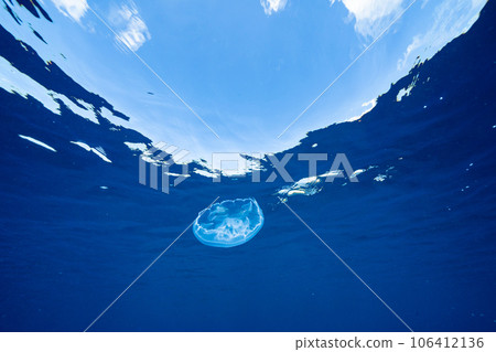 在小笠原藍小笠原海中漂流的月亮水母 106412136