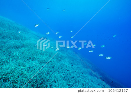 小笠原：埃達珊瑚海中的羅克斯雀鯛群 106412137