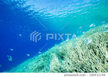 Ogasawara: Roxens damselfish swarm in the sea of Eda coral 106412144