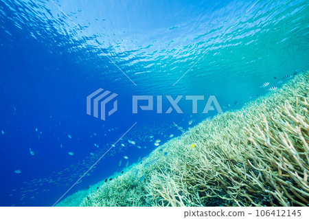 Ogasawara: Roxens damselfish swarm in the sea of Eda coral 106412145