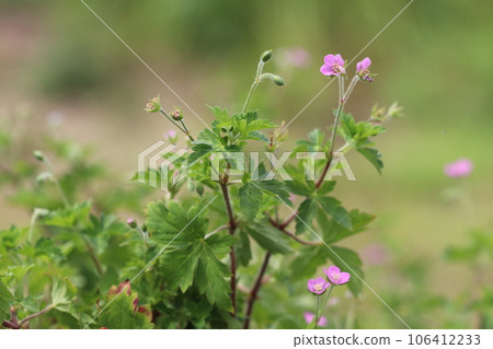 Gennoshoko, a typical Japanese folk medicine 106412233