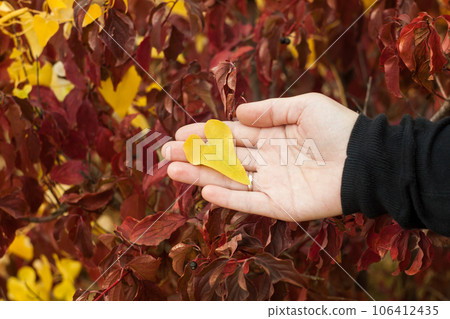Yellow heartshaped fall leaf in female hands blurred nature background. Colorful autumn tree leaves hearts vintage lens. Yellow heartshaped fall leaf in female hands blurred nature background. Colorful autumn tree leaves hearts vintage lens. 106412435