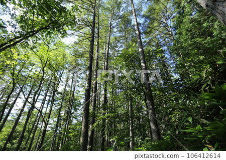 A larch forest towering over the summer plateau 106412614