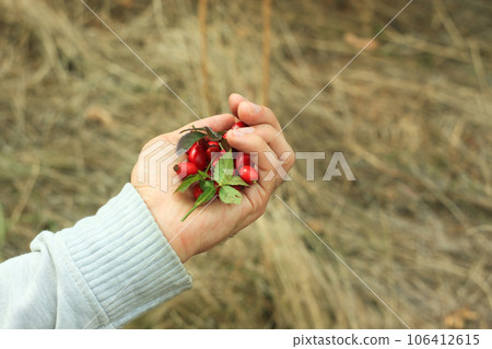 Rosehip picking male hand fall forest. Fresh wild berries herbs harvesting concept. Eat local Immune system boosting tea Rosehip picking male hand fall forest. Fresh wild berries herbs harvesting concept. Eat local Immune system boosting tea 106412615
