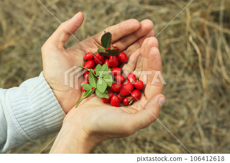 Rosehip picking male hand fall forest. Fresh wild berries herbs harvesting concept. Eat local Immune system boosting tea Rosehip picking male hand fall forest. Fresh wild berries herbs harvesting concept. Eat local Immune system boosting tea 106412618