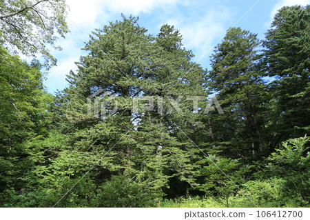 A white fir towering over the highland in summer 106412700