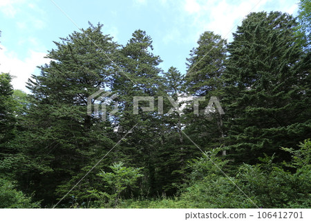 夏日高原上聳立的白杉 106412701