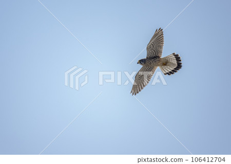 Eurasian Kestrel in flight in a clear sky in Niigata, Japan. Eurasian Kestrel in flight in a clear sky in Niigata, Japan. 106412704