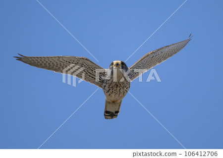 Eurasian Kestrel in flight in a clear sky in Niigata, Japan. Eurasian Kestrel in flight in a clear sky in Niigata, Japan. 106412706