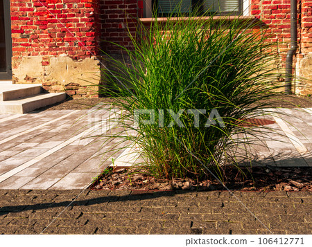 Chinese silver grass Miscanthus sinensis in modern loft cafe terrace Trendy ornamental pampass plant landscaping design. 106412771