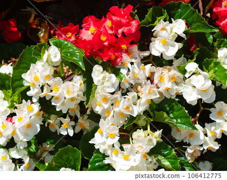 Flower Tower Everblooming Begonia flowers cascade planters city street decoration in metal structure Urban Public spaces 106412775