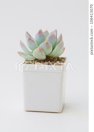 Echeveria succulent rosette in white pot 106413070