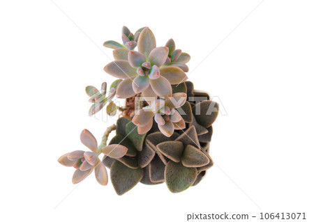 Succulent rosette. Graptosedum Francesco Baldi and Lenophyllum Guttatum top view 106413071