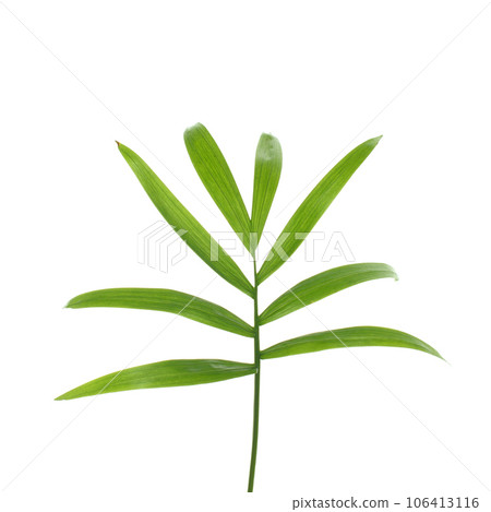 Palm tree leaf isolate over white background 106413116