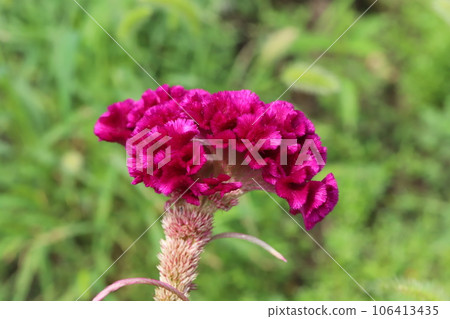 Red celosia flowers blooming in the summer garden 106413435