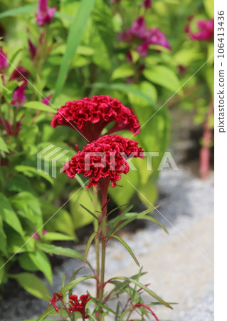 夏季花園中盛開的紅色雞冠花 夏季花園中盛開的紅色雞冠花 106413436