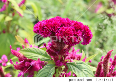 Red celosia flowers blooming in the summer garden Red celosia flowers blooming in the summer garden 106413441
