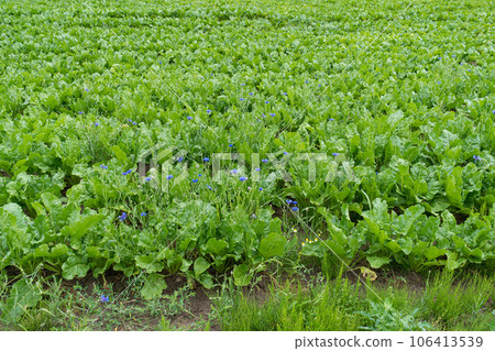 Sugar Beet Field, Turnips, Rutabagas, Young Beets Leaves, Sugar Beet Agriculture Landscape Sugar Beet Field, Turnips, Rutabagas, Young Beets Leaves, Sugar Beet Agriculture Landscape 106413539