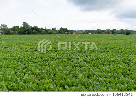 Sugar Beet Field, Turnips, Rutabagas, Young Beets Leaves, Sugar Beet Agriculture Landscape Sugar Beet Field, Turnips, Rutabagas, Young Beets Leaves, Sugar Beet Agriculture Landscape 106413541