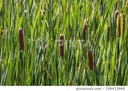 Gama的耳朵 106413666