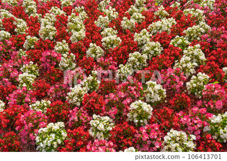 Flowers Texture Background, Street Bed Pattern, Modern City Floristry, Urban Flowerbeds Design, City Flowers 106413701