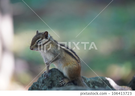 可愛的花栗鼠舉起一隻手 106413723