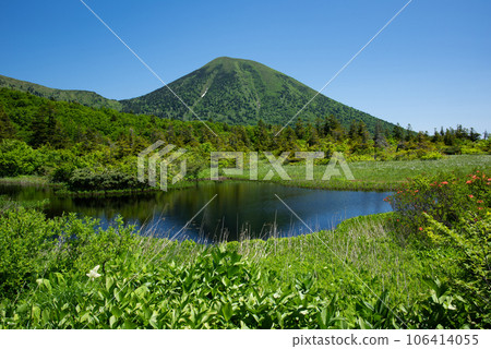 夏天的八甲田山睡蓮沼澤 106414055