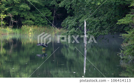 Cormorants perched on a pond in the morning mist, Chausuyama Plateau 106414113
