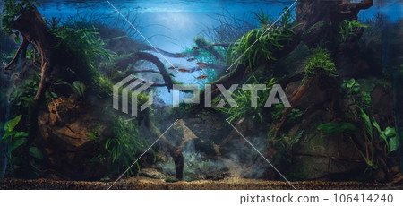 Beautiful tropical aquarium. Jungle style aquascape with live plants. Frodo stones and redmoor driftwoods covered by java moss and a school of rasbora espei fish. Mystical underwater fog. Beautiful tropical aquarium. Jungle style aquascape with live plants. Frodo stones and redmoor driftwoods covered by java moss and a school of rasbora espei fish. Mystical underwater fog. 106414240