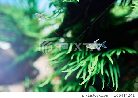 A beautiful tropical aquarium. Diamond tetra fish swimming in the freshwater aquascape with green trident fern. A beautiful tropical aquarium. Diamond tetra fish swimming in the freshwater aquascape with green trident fern. 106414241