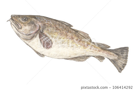鱈魚水彩鉛筆魚圖 鱈魚水彩鉛筆魚圖 106414292