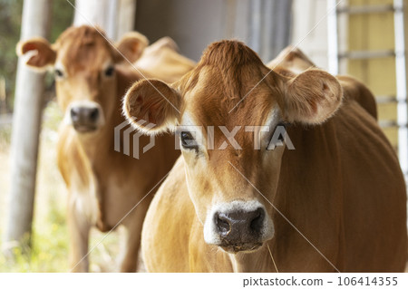 Pair of adorable doe eyed Jersey cows looking at the camera 106414355