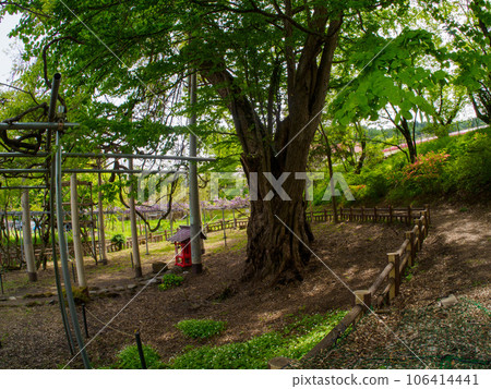 巨型紫藤樹的影子 106414441