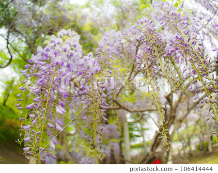 富士花開始綻放，背景模糊 106414444