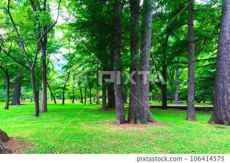 Beautiful fresh green park 106414575